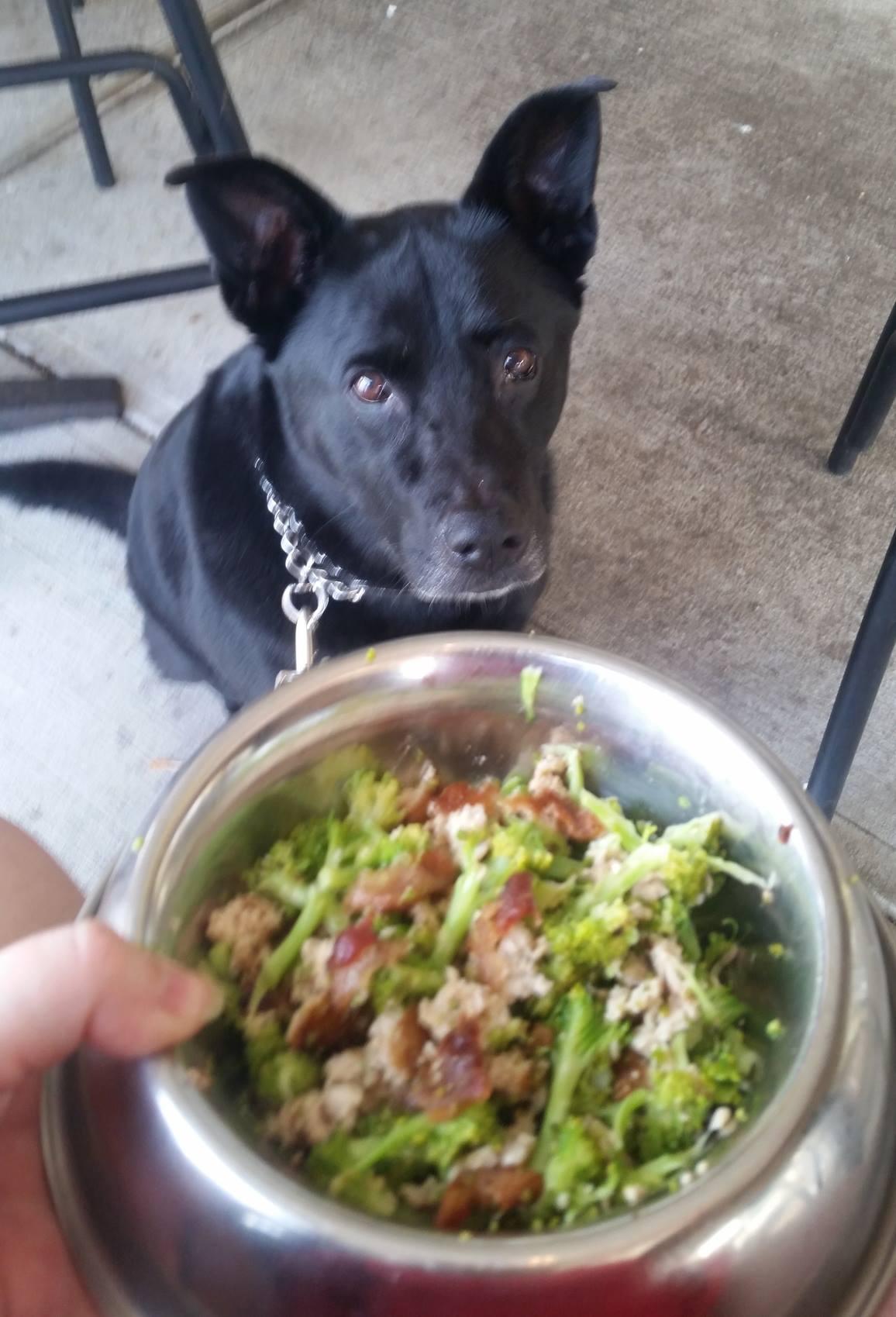 Square 1 Burgers Is Pet Friendly