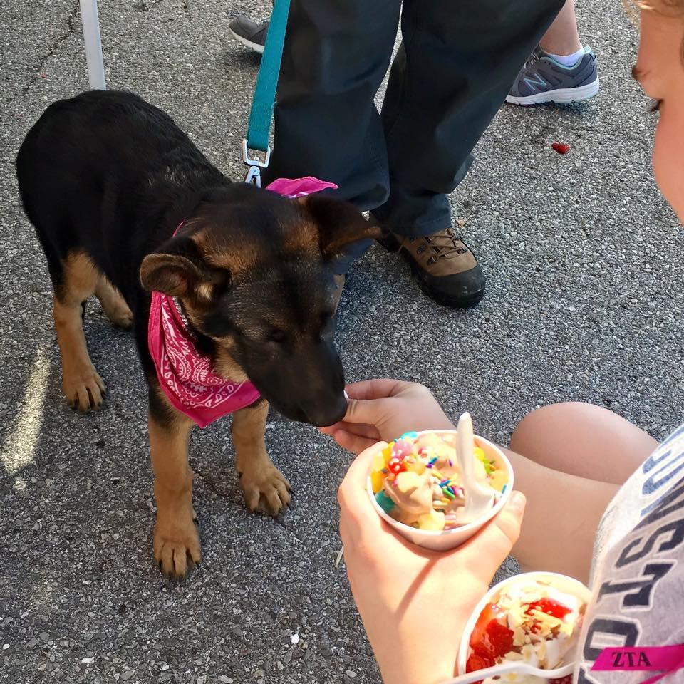 Dog Friendly Ice Cream Shops in Beaumont, TX BringFido