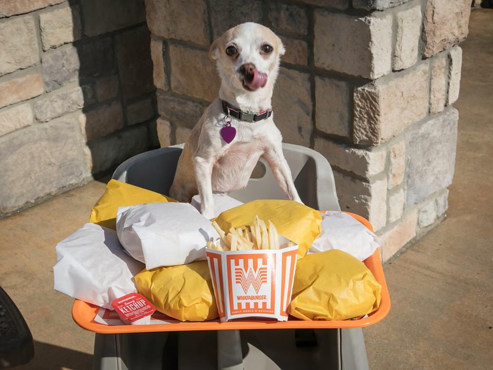 Whataburger Pet Policy