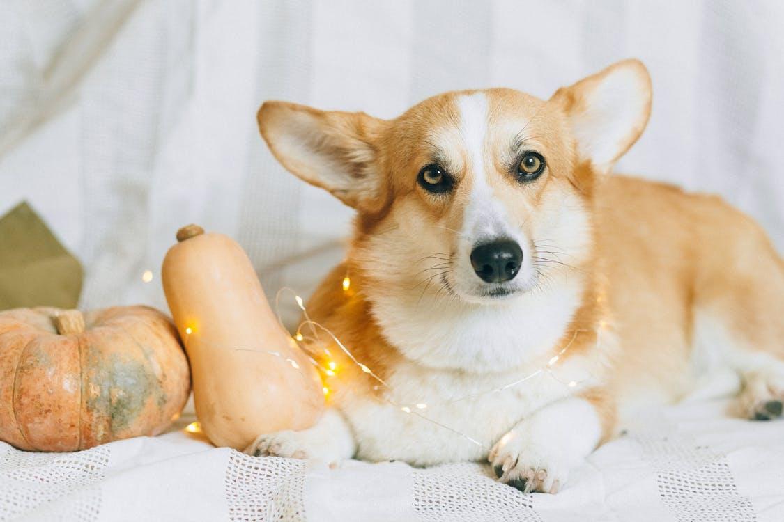 Dog-Friendly Thanksgiving Foods for Fido to Gobble Gobble