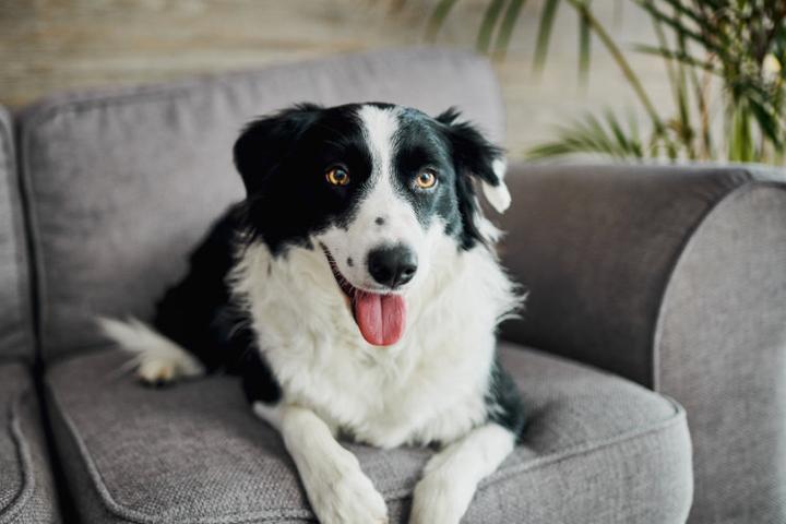 Pet-Friendly Luxury Rentals Beach Gardens Fl: Ultimate Guide 3 Pet-Friendly Luxury Rentals Beach Gardens Fl: Ultimate Guide