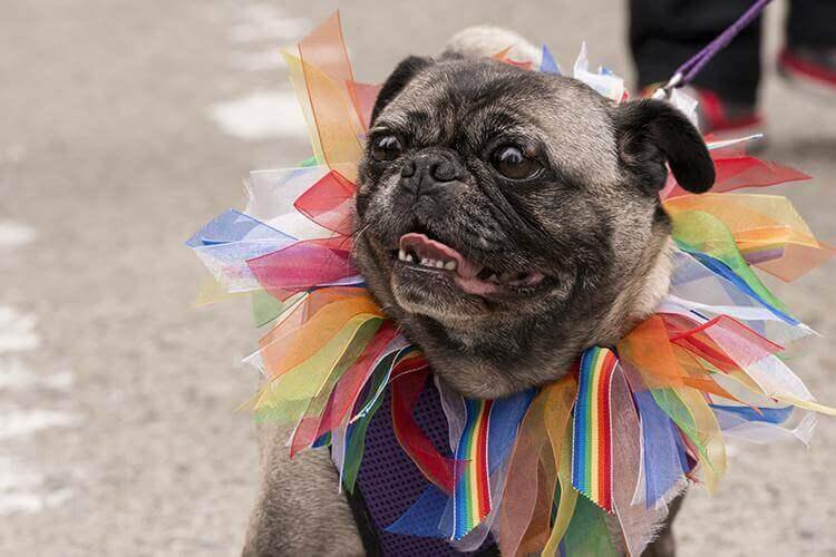 Pet Friendly Doggy Pride Parade