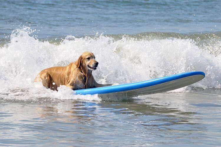 Mexican beach outlet dog