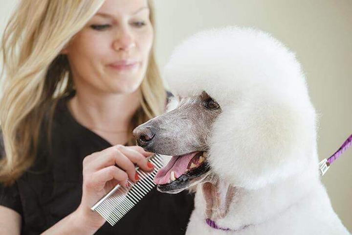 Pet Friendly Fluffy Puppy Dog & Cat Grooming