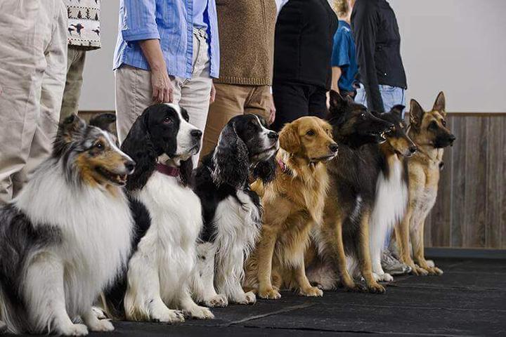 Pet Friendly JCM's All Breed Dog Obedience School