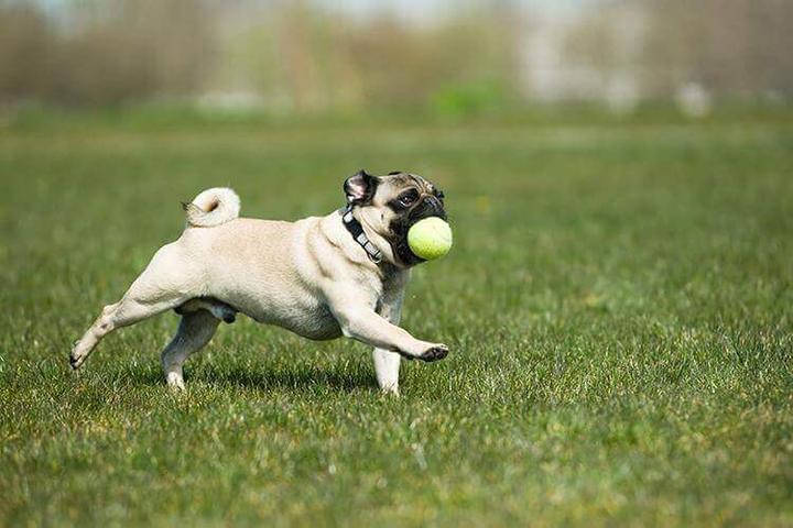 Pet Friendly Dog Park at Sesquicentennial State Park