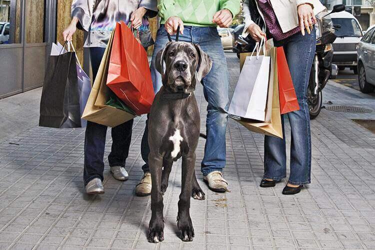 Dog Friendly Shopping in Natick MA BringFido