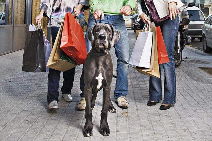 Pet Friendly The Outlet Shoppes at Gettysburg