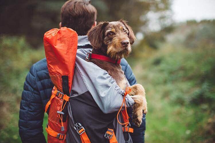 Hiking with a dog best sale near me