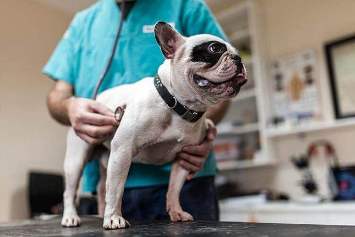 Pet Friendly Banfield Pet Hospital – Austin South