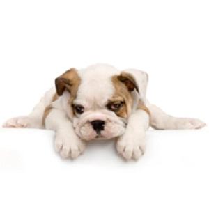 Az pet foods