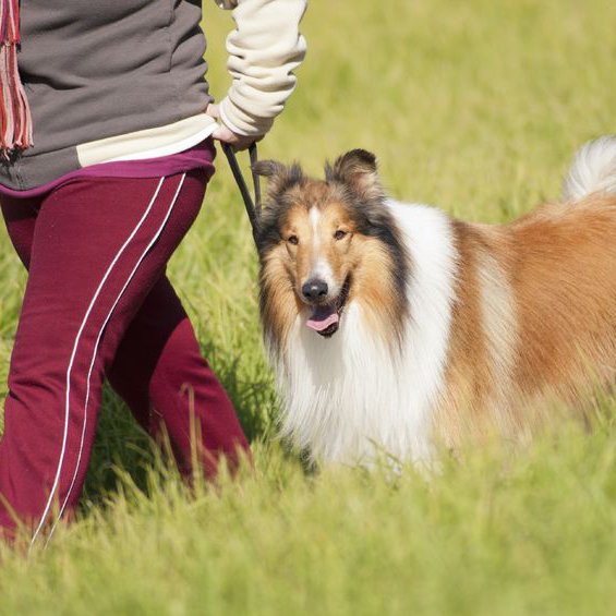 Countryside kennel