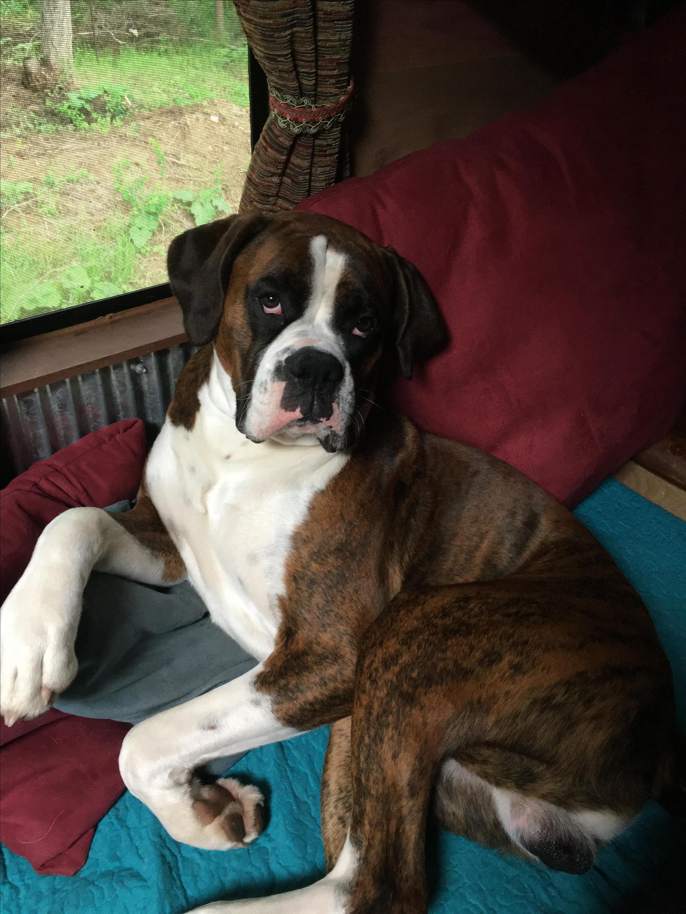 Maximus