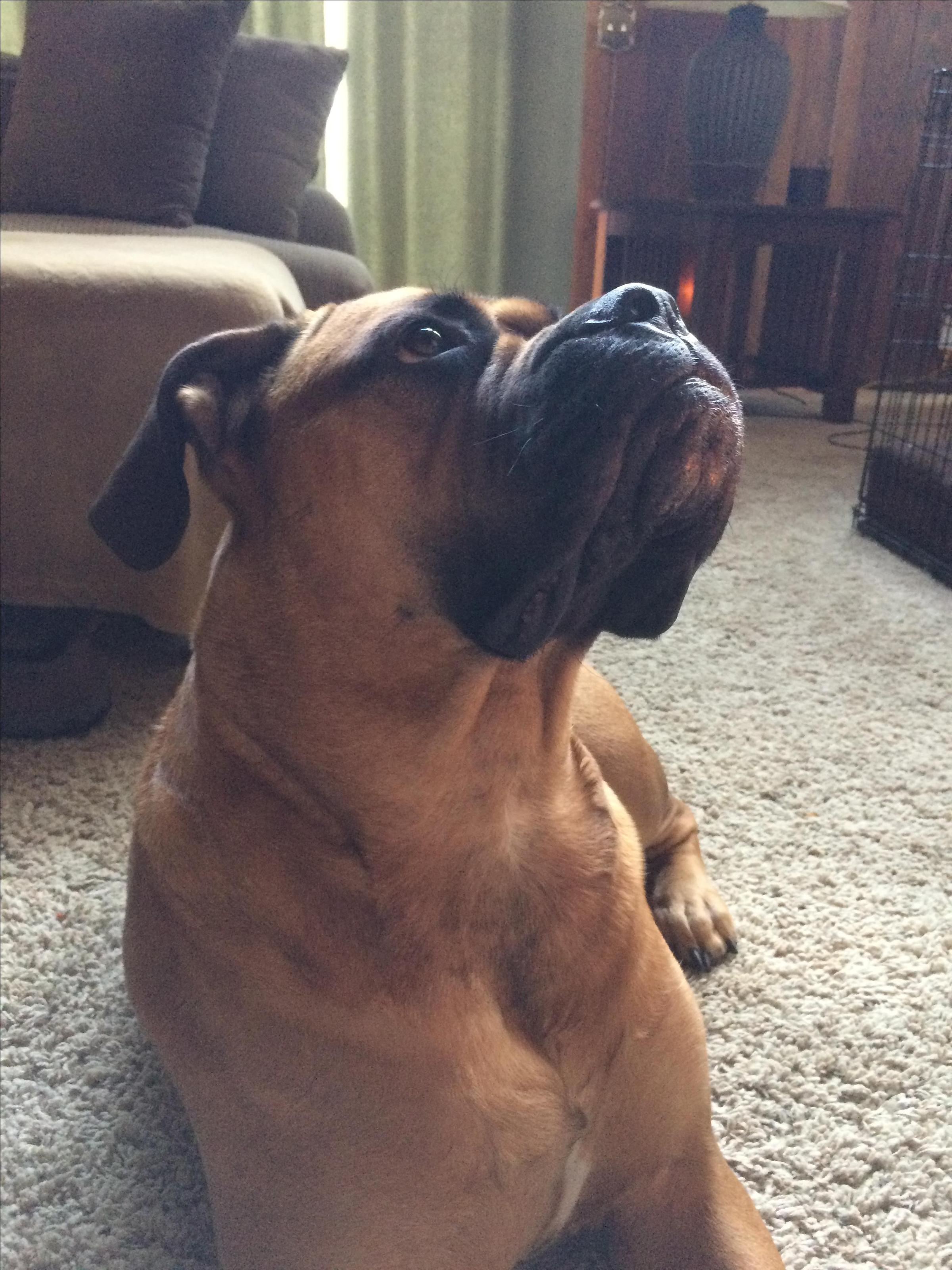 Hank